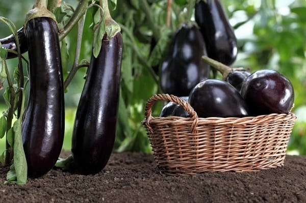 تصویر 4 از خرید بادمجان خورشتی صادراتی + قیمت فروش استثنایی